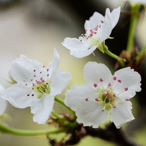 中国美女裸体舞AAAAA级
